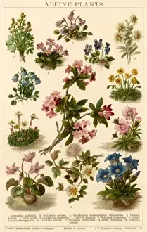 Plants / Alpine Plants