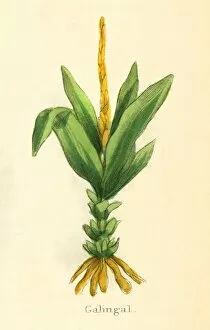 Alpinia Gallery: Plants / Alpinia Galanga