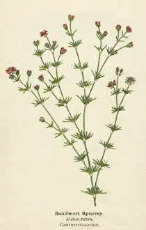 PLANTS / ALSINE RUBRA