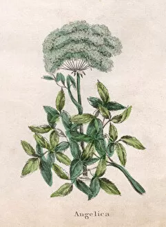 Plants / Angelica
