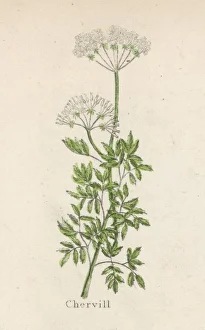 Anthriscus Gallery: Plants / Anthriscus Dioica