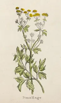 PLANTS / APIUM GRAVEOLENS