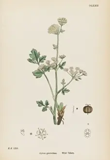Graveolens Prints: Plants / Apium Graveolens