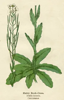 Cress Collection: PLANTS / ARABIS HIRSUTA