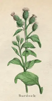 Plants / Arctium Lappa