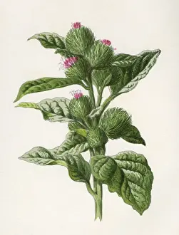Burdock Prints: Plants / Arctium Lappa