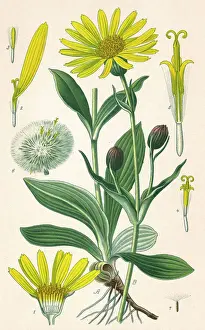 Tobacco Prints: Plants / Arnica Montana