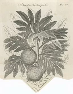 Plants / Artocarpus Incisa