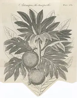 Plants / Artocarpus Incisa