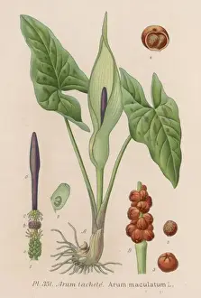 Plants / Arum Maculatum
