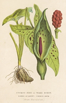 Maculatum Gallery: Plants / Arum Maculatum