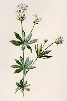 Plants / Asperula Odorata