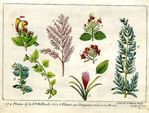 Tardieu Collection: Plants From Australia and Brazil