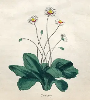 Plants / Bellis Perennis