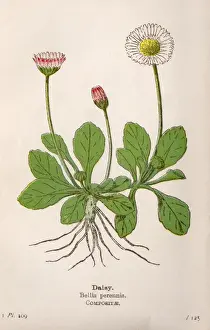 Daisy Prints: Plants / Bellis Perennis
