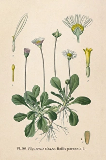 Images Dated 3rd July 2012: Plants / Bellis Perennis