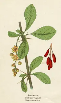 PLANTS / BERBERIS VULGARIS