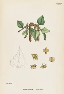 Plants / Betula Verrucosa