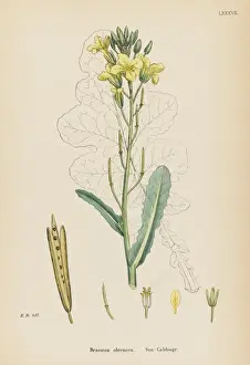 Oleracea Prints: Plants / Brassica Oleracea