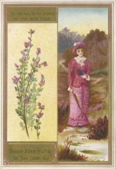 Plants/Calluna Vulgaris
