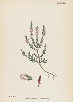 Plants/Calluna Vulgaris