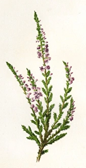 Images Dated 1st February 2011: Plants / Calluna Vulgaris