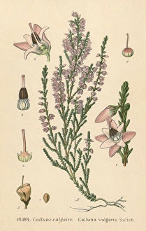 Images Dated 1st February 2011: Plants / Calluna Vulgaris