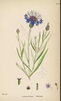1866 Gallery: Plants / Centaurea Cyanus