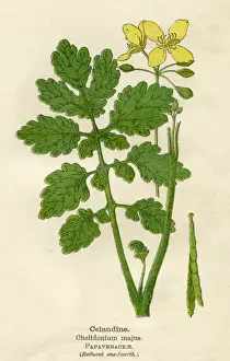 Swallow Prints: PLANTS / CHELIDONIUM MAJUS