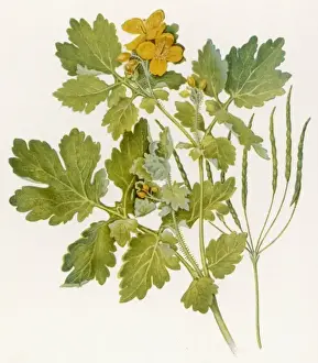 Plants / Chelidonium Majus