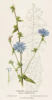 Plants / Cichorium Intybus