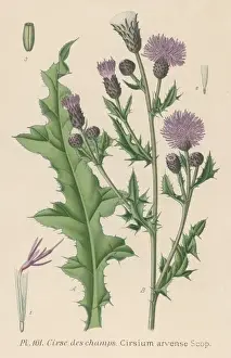 Plants / Cirsium Arvense