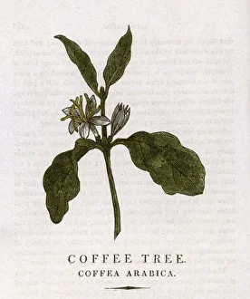 Coffea arabica, coffee