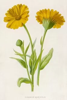 Flowers and Plants Gallery: Plants / Common Marigold