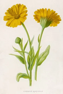 Flowers and Plants Gallery: Plants / Common Marigold