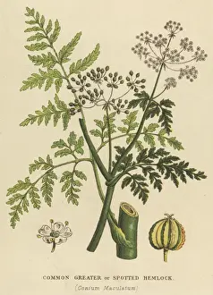 Plants / Conium Maculatum