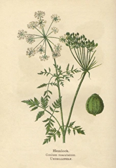 Images Dated 3rd July 2012: Plants / Conium Maculatum