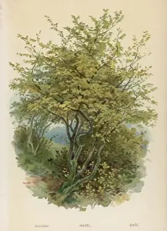 Hazel Prints: Plants / Coryllus Avellana