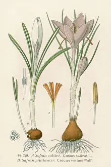 Plants / Crocus