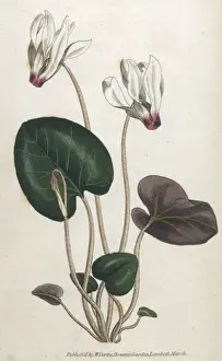Cyclamen Prints: Plants / Cyclamen Persicum