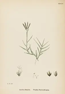 Plants / Cynodon Dactylon