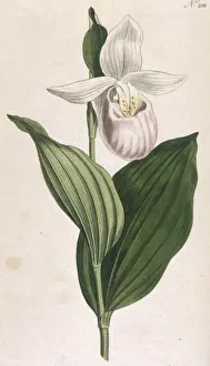 Plants / Cypripedium Album
