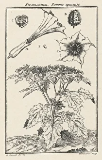 Plants/Datura Stramonium
