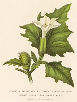 Apple Prints: Plants / Datura Stramonium