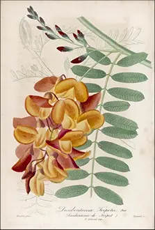 Plants / Daubentonia