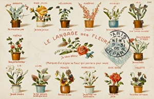 Plants/Decorative Floral