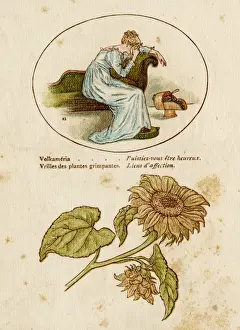 Plants / Decorative Floral
