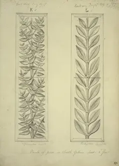 Waterhouse Prints: Plants design