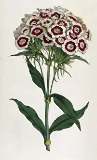 1792 Gallery: Plants / Dianthus Barbatus
