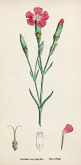 Images Dated 3rd November 2015: Plants: Dianthus Caryophyllus or Clove Pink